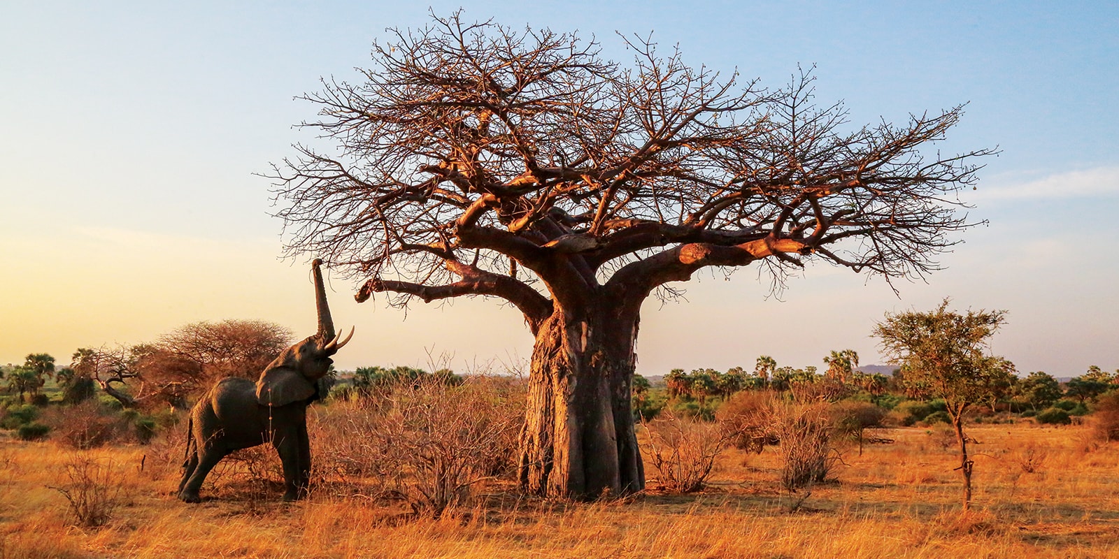 Ruaha-NP-1