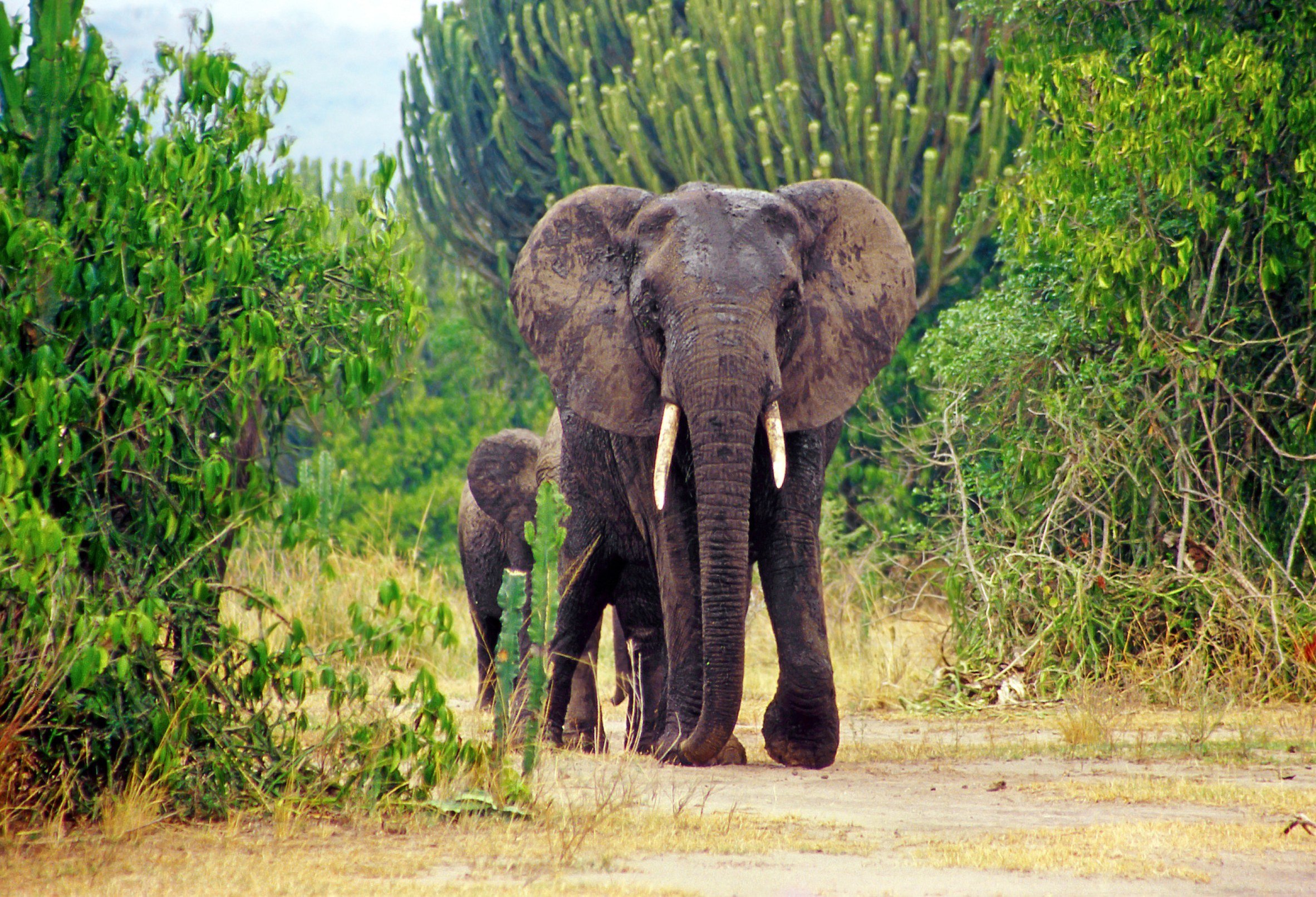 Uganda--QueenElizabeth-NP Olifanten